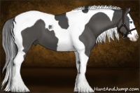 Horse Color:Black Splash Tobiano 