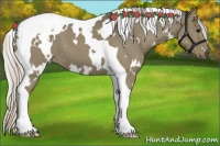 Horse Color:White Spotted Silver Grullo Tobiano 