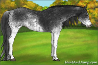 Horse Color:Gray White Spotted Black  and Gray White Spotted Black 
