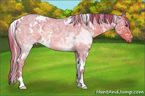 Horse Color:Watercolor White Spotted Red Ice Roan Rabicano 
