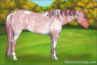Horse Color:Watercolor White Spotted Red Ice Roan Rabicano