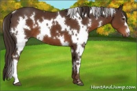 Horse Color:White Spotted Liver Chestnut 