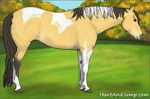 Horse Color:Buckskin Tobiano