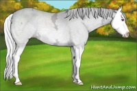 Horse Color:Silver Sable Champagne Chinchilla Ice Sabino Splash 
