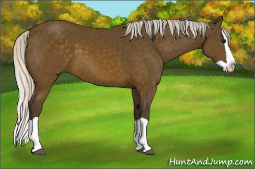 Horse Color:Silver Buckskin Splash 