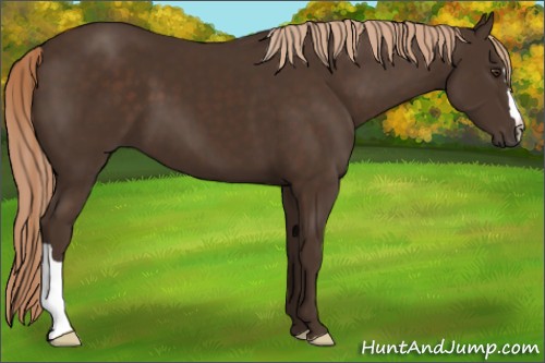 Horse Color:Liver Chestnut