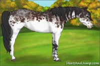 Horse Color:White Spotted Brown Sabino 