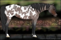 Horse Color:Bay Roan Appaloosa 