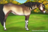 Horse Color:Bay Roan Onyx 