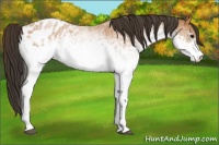 Horse Color:White Spotted Bay Roan Appaloosa