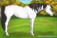 Horse Color:White Spotted Bay Onyx Frame 