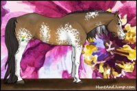 Horse Color:White Spotted Buckskin Sabino 