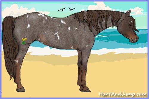 Horse Color:White Spotted Liver Red Roan 