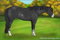 Horse Color:Black Sabino 
