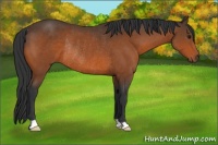 Horse Color:Bay Rabicano 