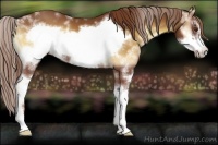 Horse Color:Red Onyx Sabino Frame 