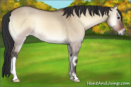 Horse Color:Bay Roan Onyx