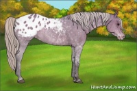 Horse Color:Silver Black Appaloosa 