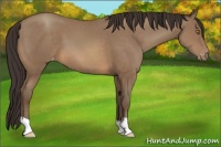 Horse Color:Sable Champagne Appaloosa