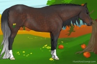 Horse Color:Brown 