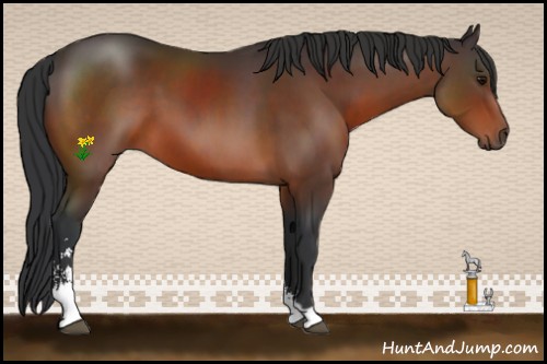 Horse Color:Bay Sabino