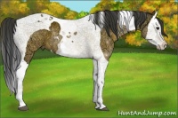 Horse Color:Brown Ice Splash Tobiano Rabicano 