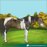 Horse Color:Brown Ice Splash Tobiano Rabicano