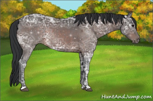 Horse Color:ERROR: UNKNOWN ANOMALY