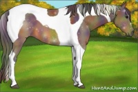 Horse Color:Nacre Buckskin Tobiano 