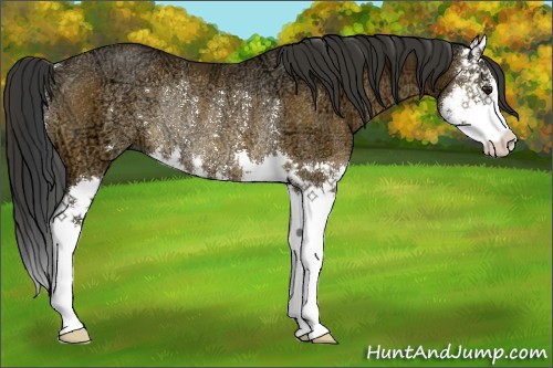 Horse Color:Brown Ice Splash Rabicano 