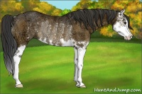Horse Color:Brown Ice Splash Rabicano 