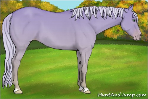 Horse Color:Gold Cream Champagne Dun 