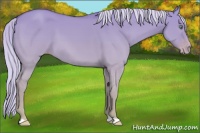 Horse Color:Gold Cream Champagne Dun 
