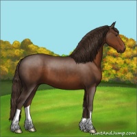 Horse Color:Liver Chestnut 