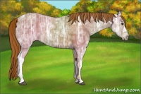 Horse Color:Chestnut Ice 