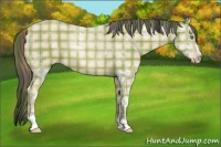 Horse Color:Plaid Amber Champagne Ice Sabino Rabicano