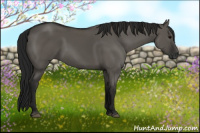 Horse Color:Gray Grullo