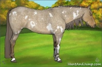 Horse Color:White Spotted Chocolate Palomino Roan Dun 