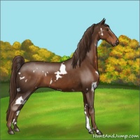 Horse Color:White Spotted Liver Chestnut 