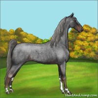 Horse Color:Liver Red Roan 