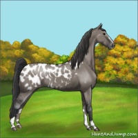 Horse Color:Grullo Sabino Near Leopard