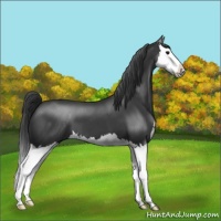 Horse Color:Black Splash 