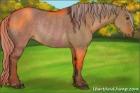 Horse Color:Painted Liver Red Dun Rabicano 