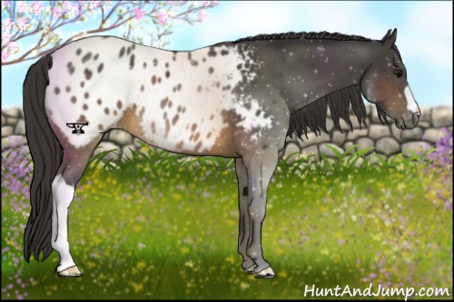 Horse Color:Brown Appaloosa 