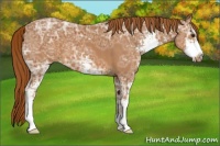 Horse Color:Chestnut Ice Sabino
