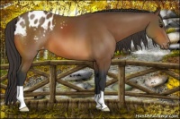Horse Color:Bay Appaloosa