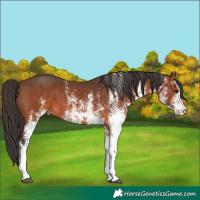 Horse Color:White Spotted Brown 