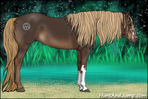 Horse Color:Liver Chestnut 