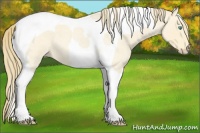 Horse Color:Perlino Roan Tobiano 