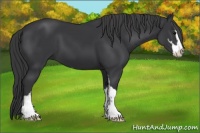 Horse Color:Black Sabino 